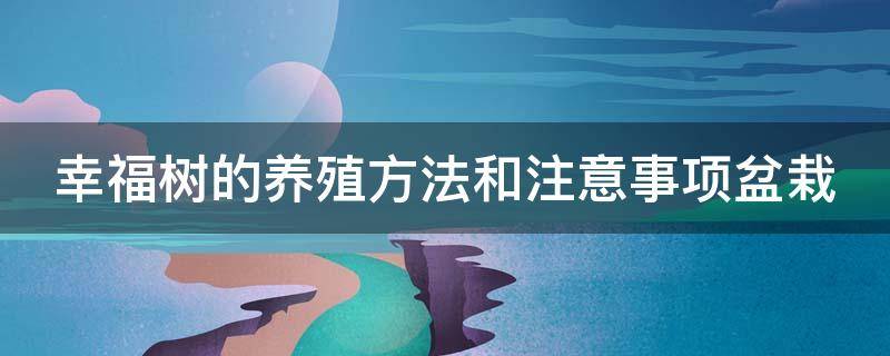 幸福树的养殖方法和注意事项盆栽（幸福树的养殖方法和注意事项）