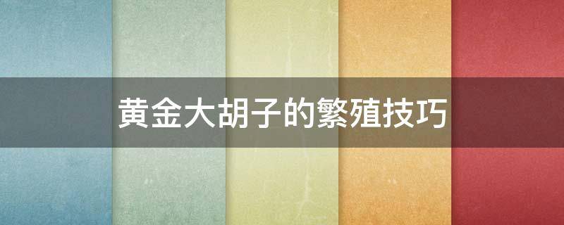 黄金大胡子的繁殖技巧 黄金大胡子多长时间能繁殖