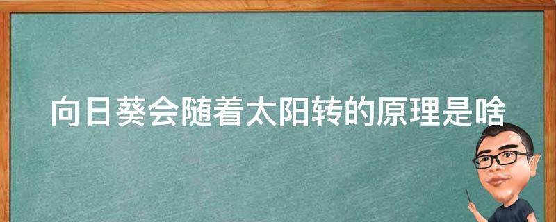 向日葵会随着太阳转的原理是啥（向日葵会随着太阳转是为什么）