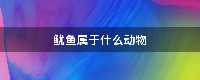 鱿鱼属于什么动物（鱿鱼属于什么动物门什么纲）