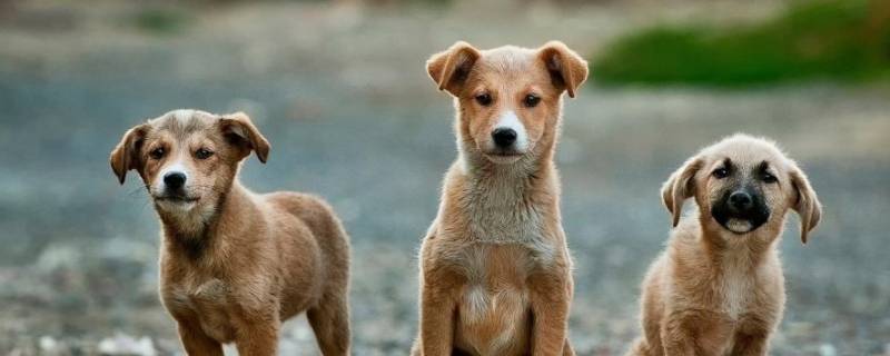 狗颜面瘘不治会怎么样 犬颜面瘘用什么药