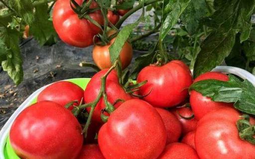 普罗旺斯番茄特点 生长习性有哪些