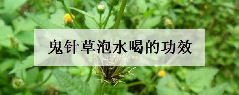 鬼针草泡水喝的功效（蒲公英和鬼针草泡水喝的功效）