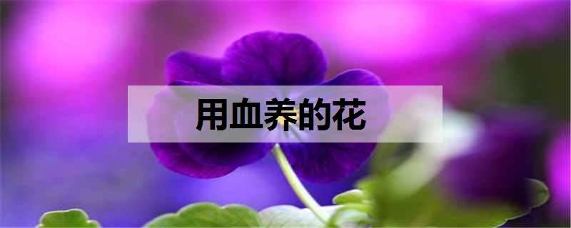 用血养的花（用血养的花有什么后果）