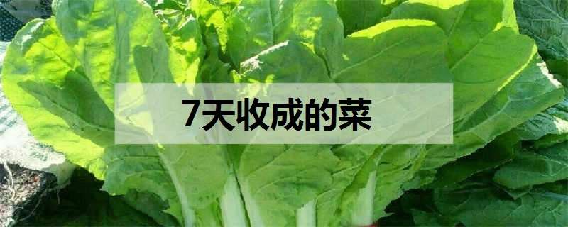 7天收成的菜（20天速成蔬菜）