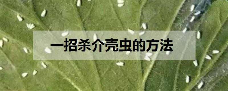 一招杀介壳虫的方法