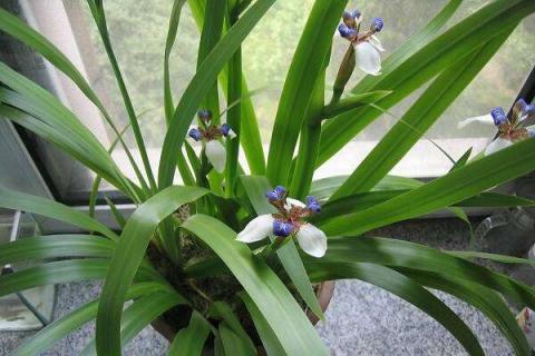 兰花开花后花茎怎么剪（兰花开花后花茎怎么剪枝）