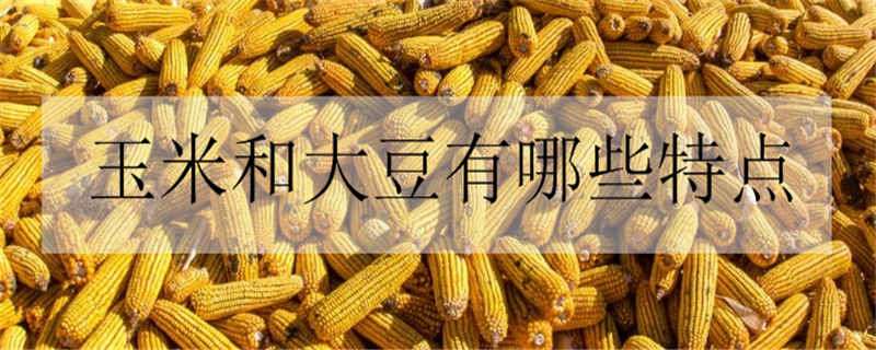 玉米和大豆有哪些特点 大豆与玉米的区别