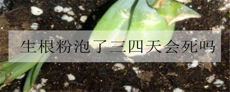 生根粉泡了三四天会死吗（生根粉泡了三四天会死吗）