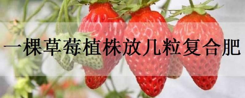 一棵草莓植株放几粒复合肥