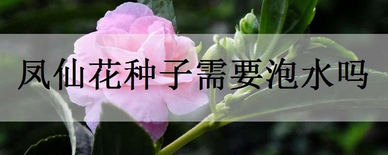 凤仙花种子需要泡水吗（凤仙花种子需要泡水吗视频）