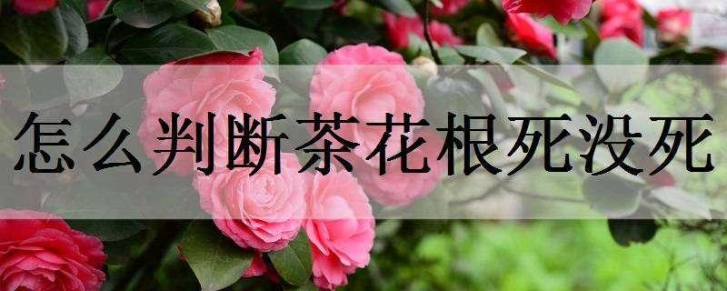 怎么判断茶花根死没死 怎么看茶花的根是不是烂了