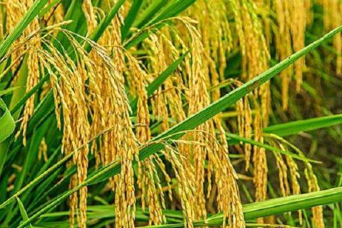 2021年水稻价格走势 2021年水稻价格走势分析