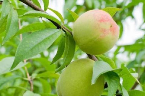 桃树果实膨大的好方法 如何管理产量高