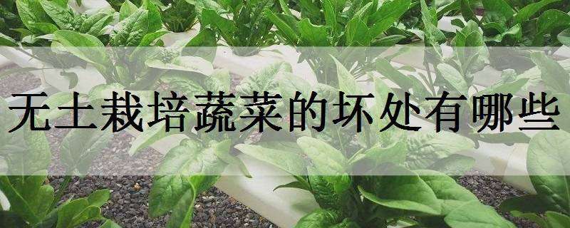 无土栽培蔬菜的坏处有哪些（无土栽培蔬菜的好处）