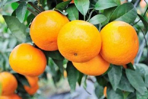 柑橘脂点黄斑如何配药 如何施加药剂效果好