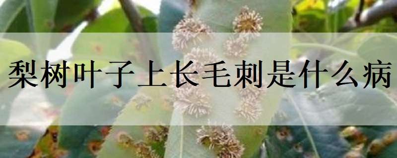 梨树叶子上长毛刺是什么病（梨树叶长刺是怎么回事）