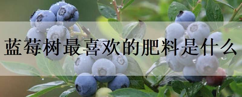 蓝莓树最喜欢的肥料是什么（蓝莓适合的肥料）