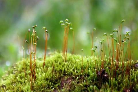 植物生长需要的五个基本条件（植物生长需要的五个基本条件是什么）