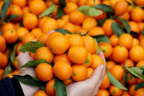 目前最好吃的4个柑橘品种 目前最好吃的4个柑橘品种图片