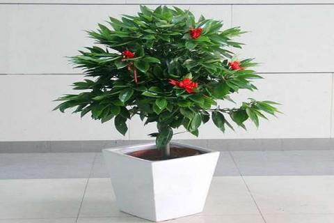 家里养什么植物 家里养什么植物好