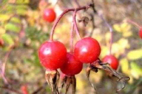 红色的酸酸的山上的野果是什么水果 红色的酸酸的山上的野果是什么水果图片