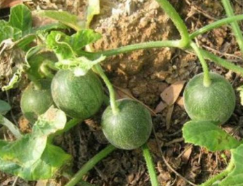 袖珍小西瓜的高产种植管理技术 “袖珍”西瓜
