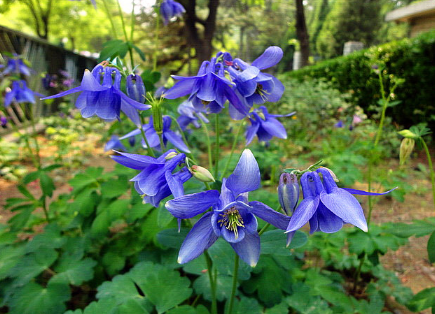 耧斗菜的养护方法