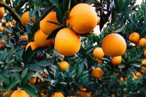 柑橘为什么裂果 柑橘裂果是什么原因造成的