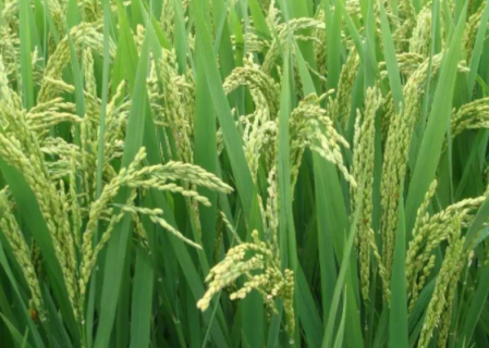 早稻种子如何消毒 早稻种子如何消毒杀菌