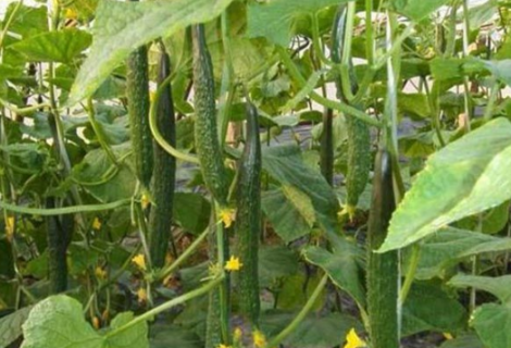 超早春黄瓜栽培有招 早春黄瓜育苗时间表