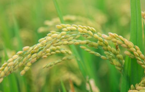 氮肥过多对水稻有什么危害 氮肥过多对水稻有什么危害呢