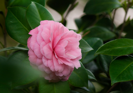 茶花叶子卷了怎么回事（茶花叶子卷起来了怎么办）