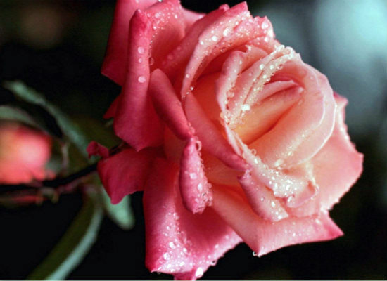 你知道粉红玫瑰代表什么意思吗 粉红玫瑰花代表的花语