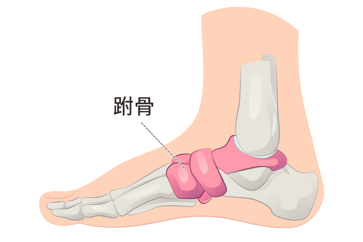 跗骨解剖图 跗骨的位置