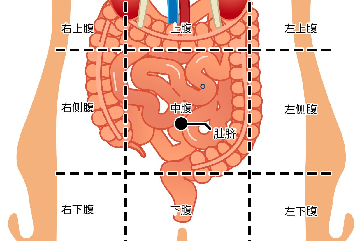 肚脐右下方是什么部位图 肚脐左下边是什么部位图