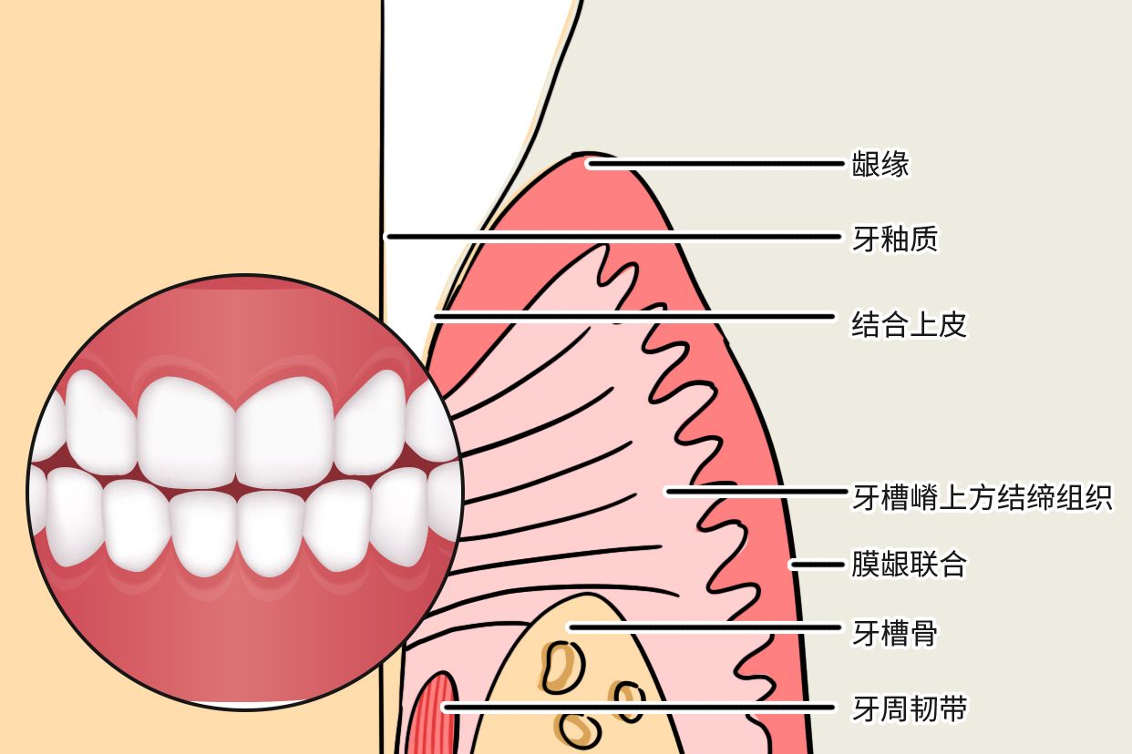 牙龈上皮结构图片（牙龈上皮结构图片高清）