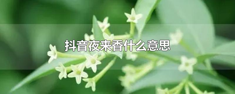 抖音夜来香什么意思 夜来香是什么平台