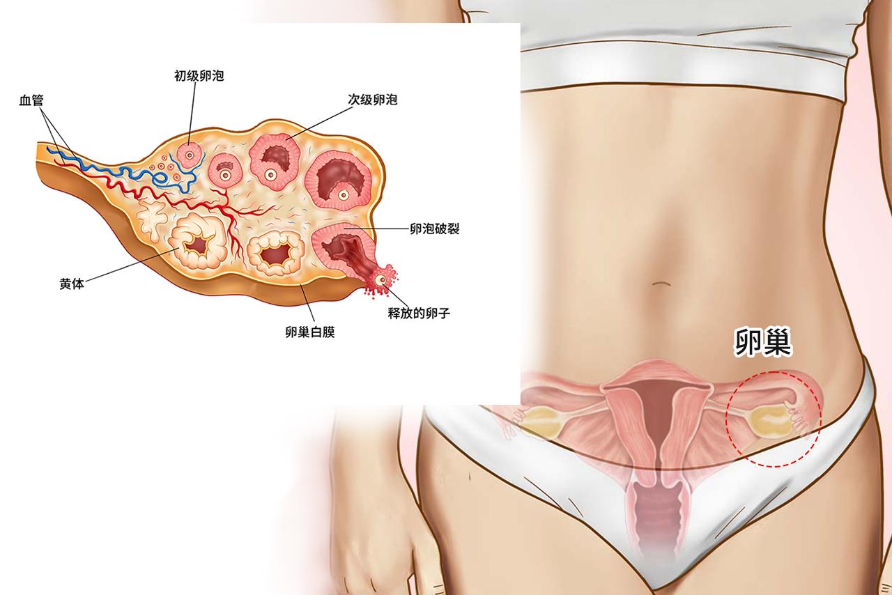 次级卵泡图片 次级卵泡的特征