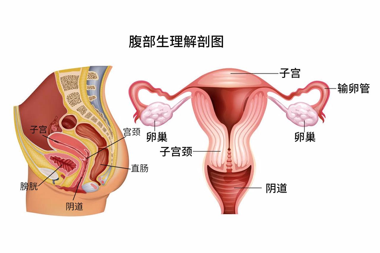 腹部生理解剖图解