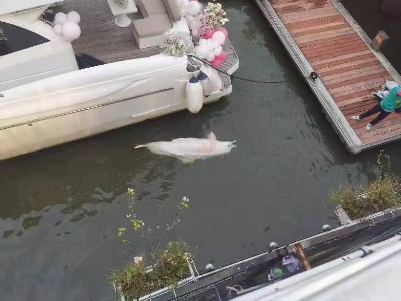 误入广州内河的中华白海豚疑死亡 中华白海豚误入佛山