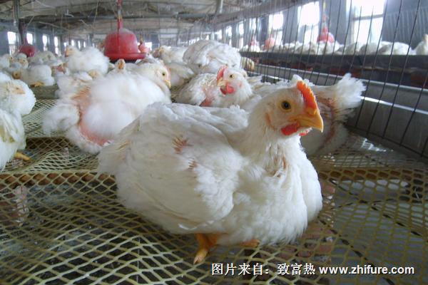 肉鸡养殖技术 肉鸡养殖技术与管理